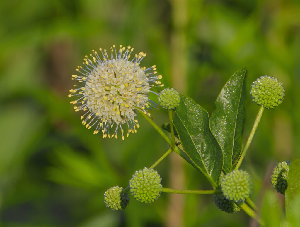 A spherical white buttonbush flower and round green seed heads stand against blurred greenery.