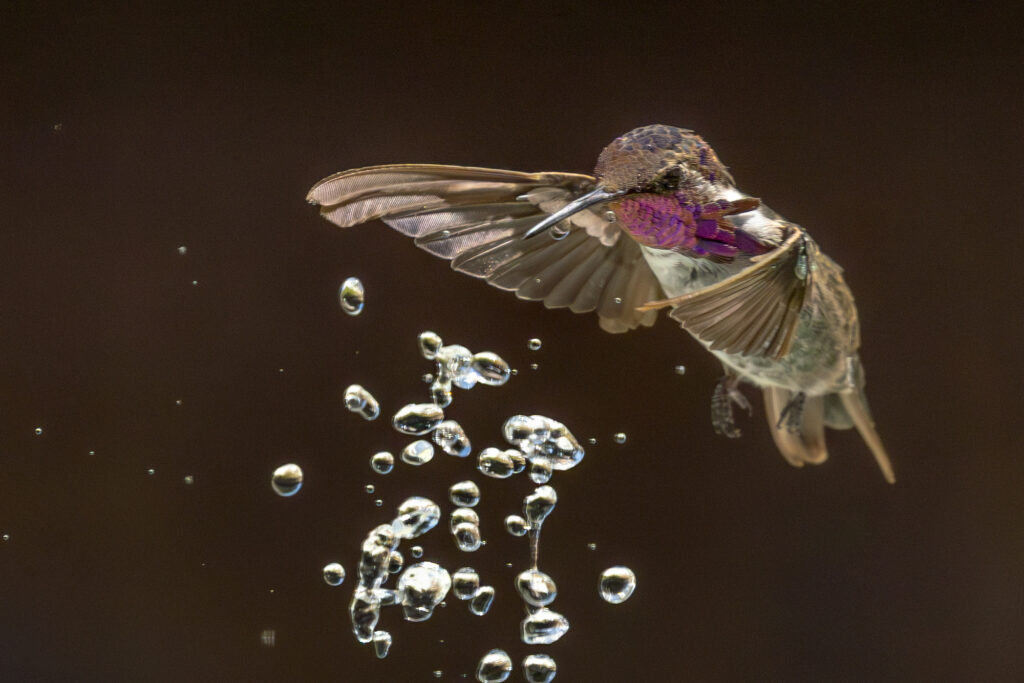 Hummingbird enjoying water