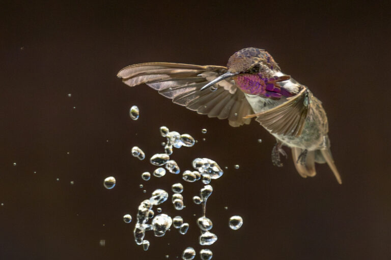 Hummingbird enjoying water