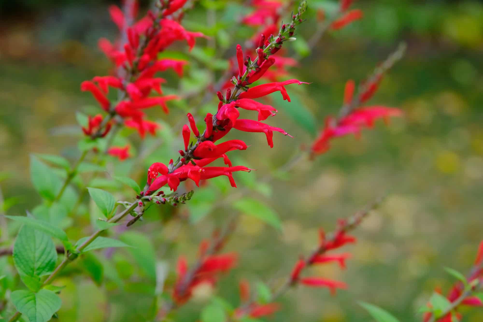 Upright scarlet sage plants with bright red tubular flower clusters rising above green foliage in a sunny garden bed, with a hummingbird approaching one of the open blooms.