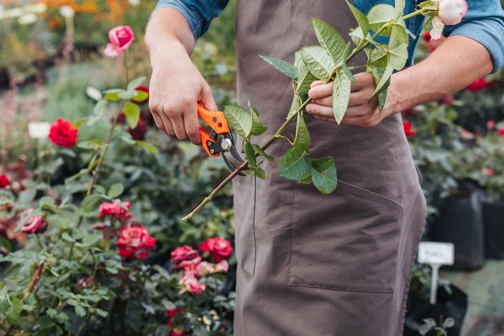 Pruning Shears