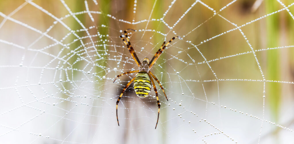 They Fly Thousands of Miles. Here's How Your Yard Can Save Them 4 A yellow-and-black wasp spider sits at the center of a dew-covered orb web.