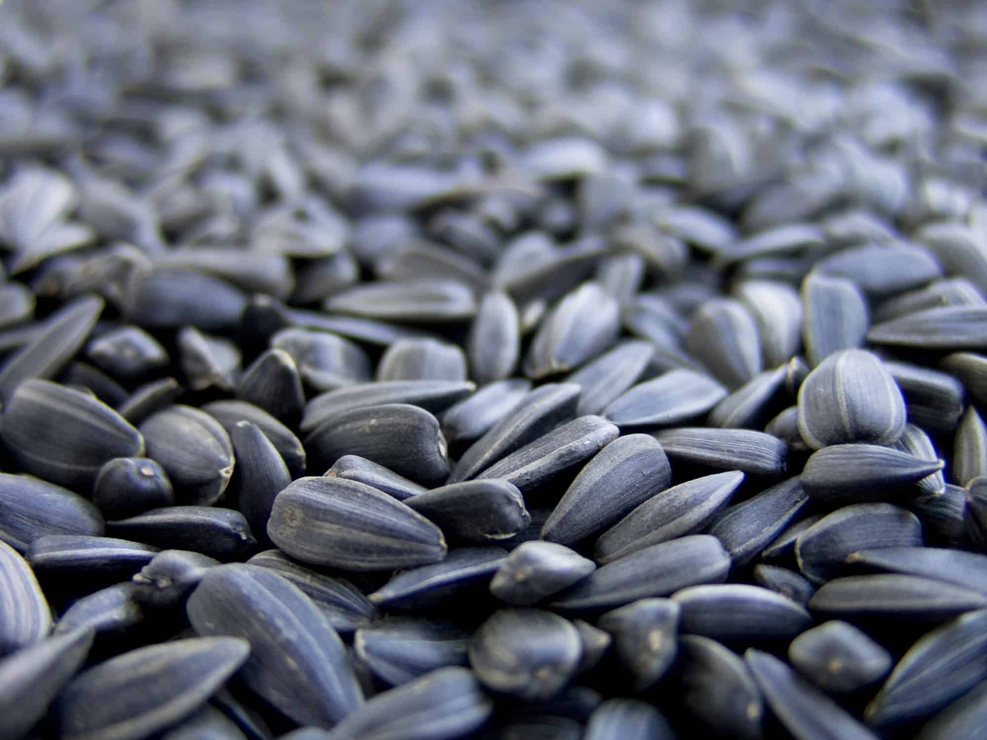Sunflower Seeds