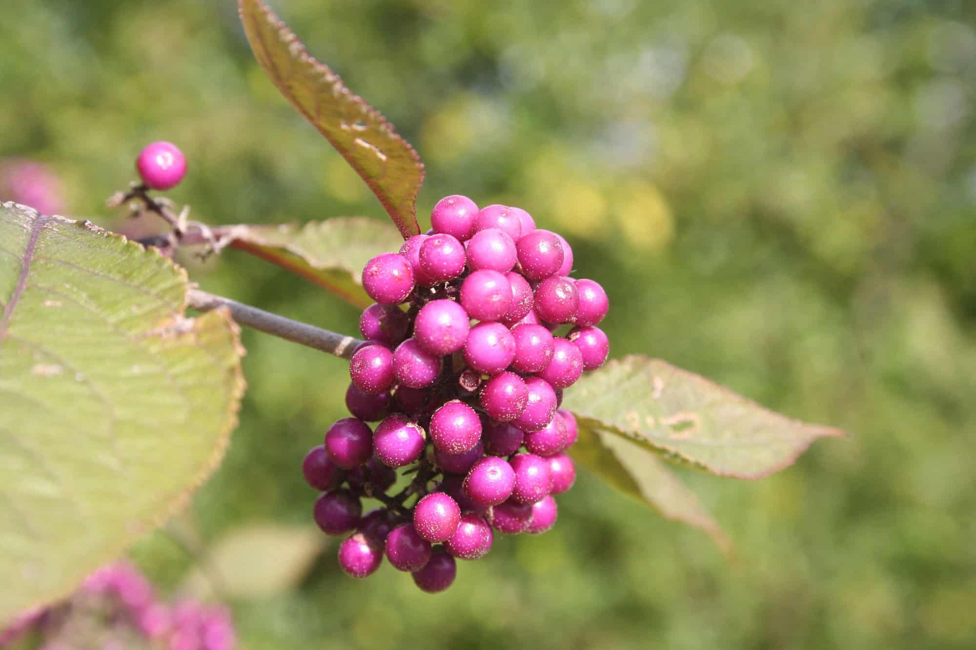 Beautyberry