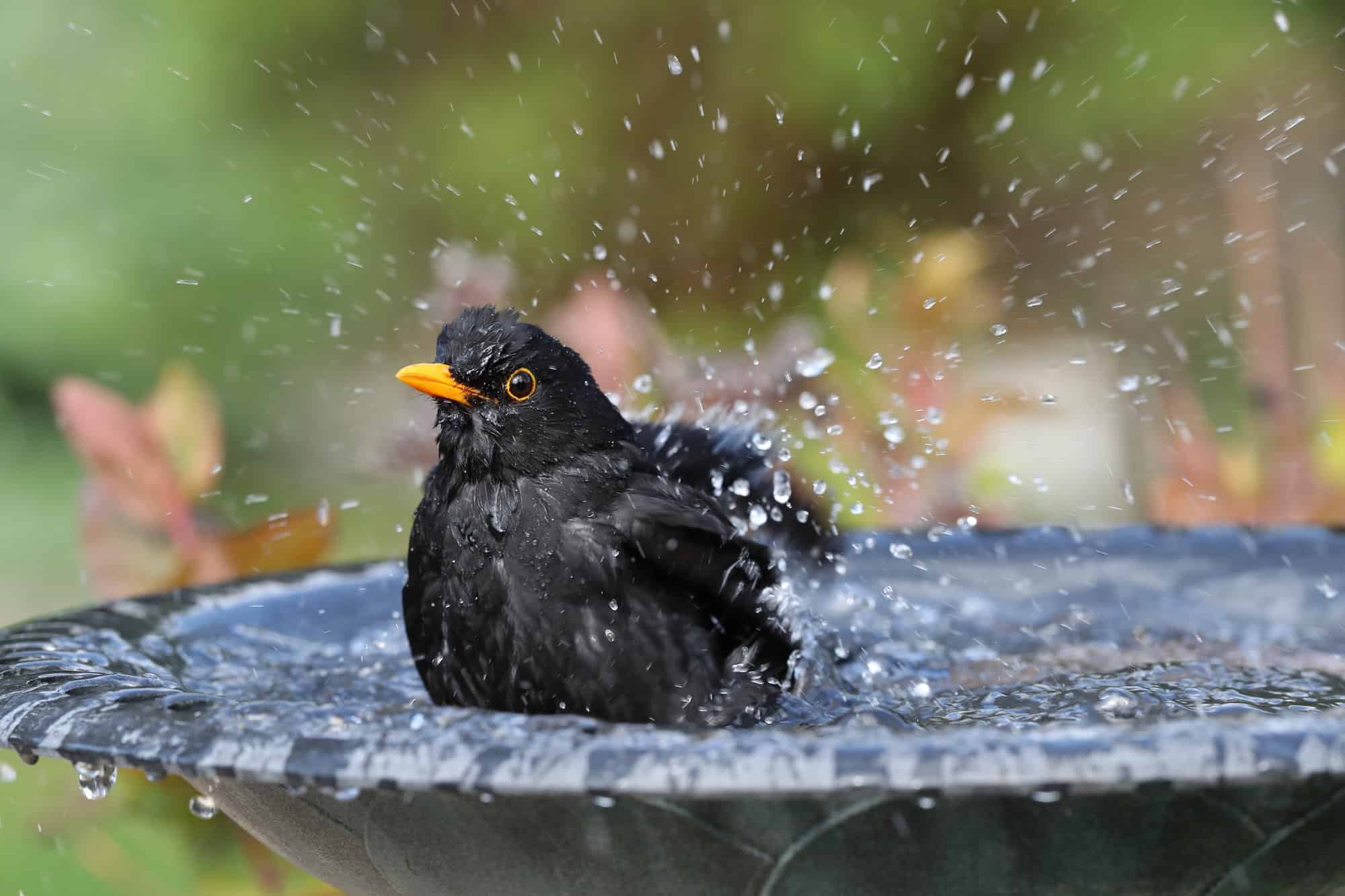 Blackbird Bathing