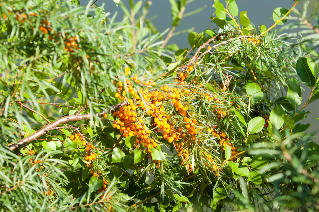 Buckthorn Berries