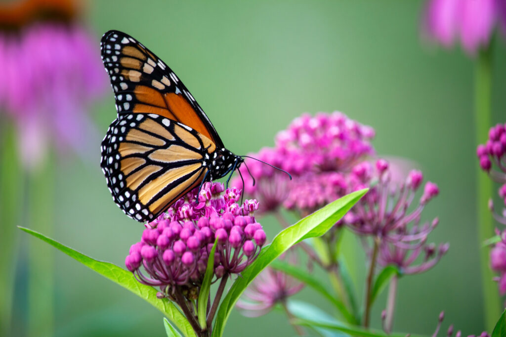 A monarch butterfly feeds on a cluster of pink swamp milkweed flowers.