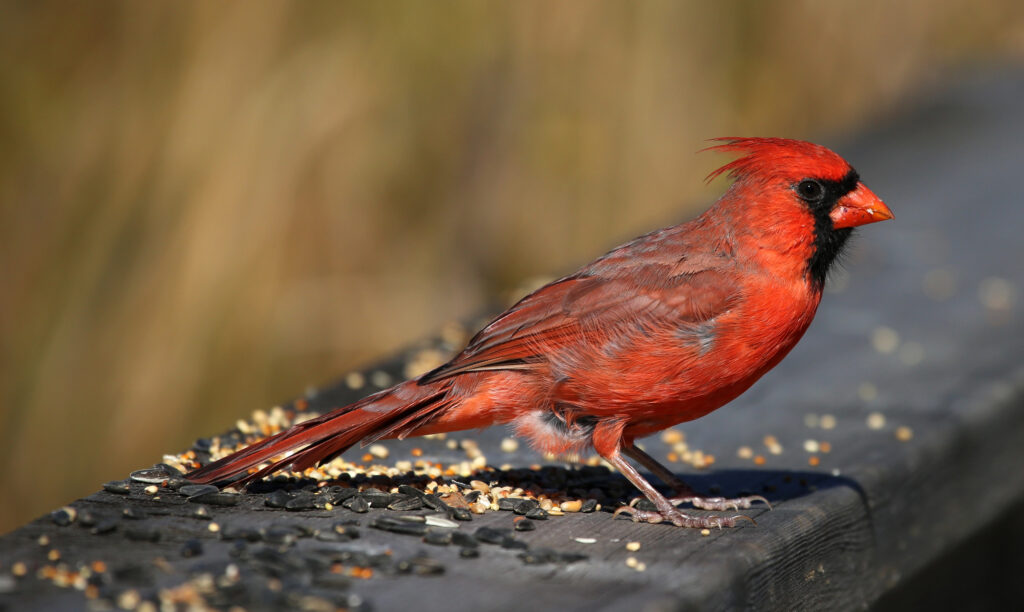 A bright red male northern cardinal stands on a wooden rail scattered with birdseed.