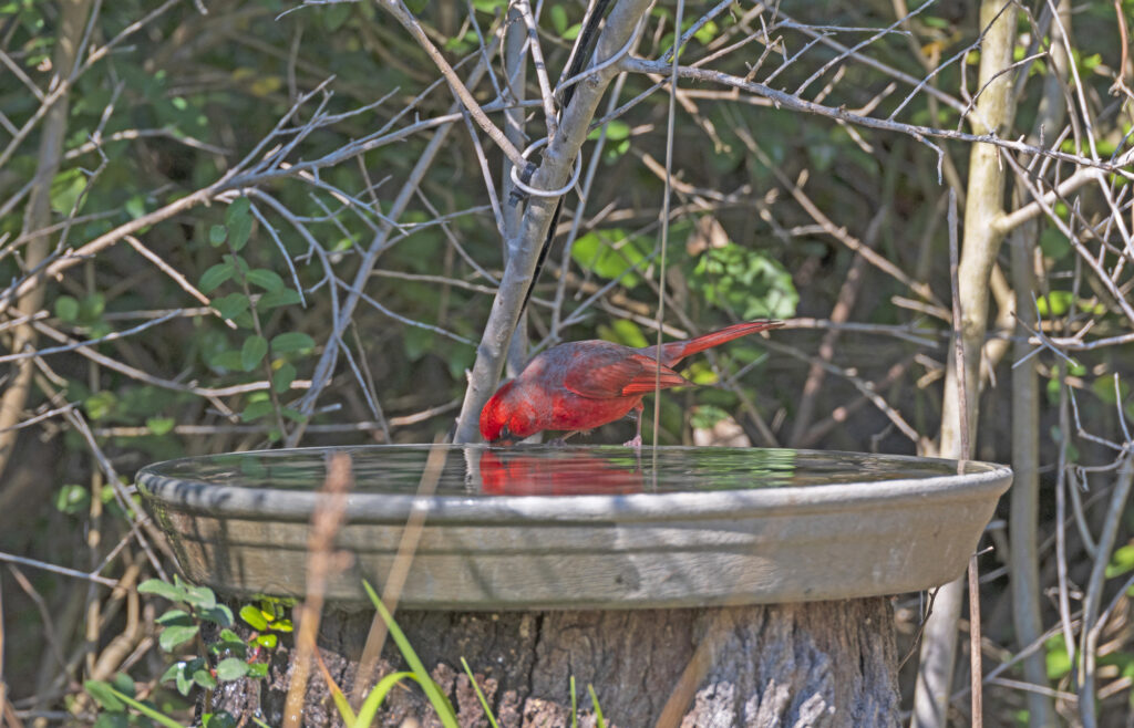 Cardinal bird bath