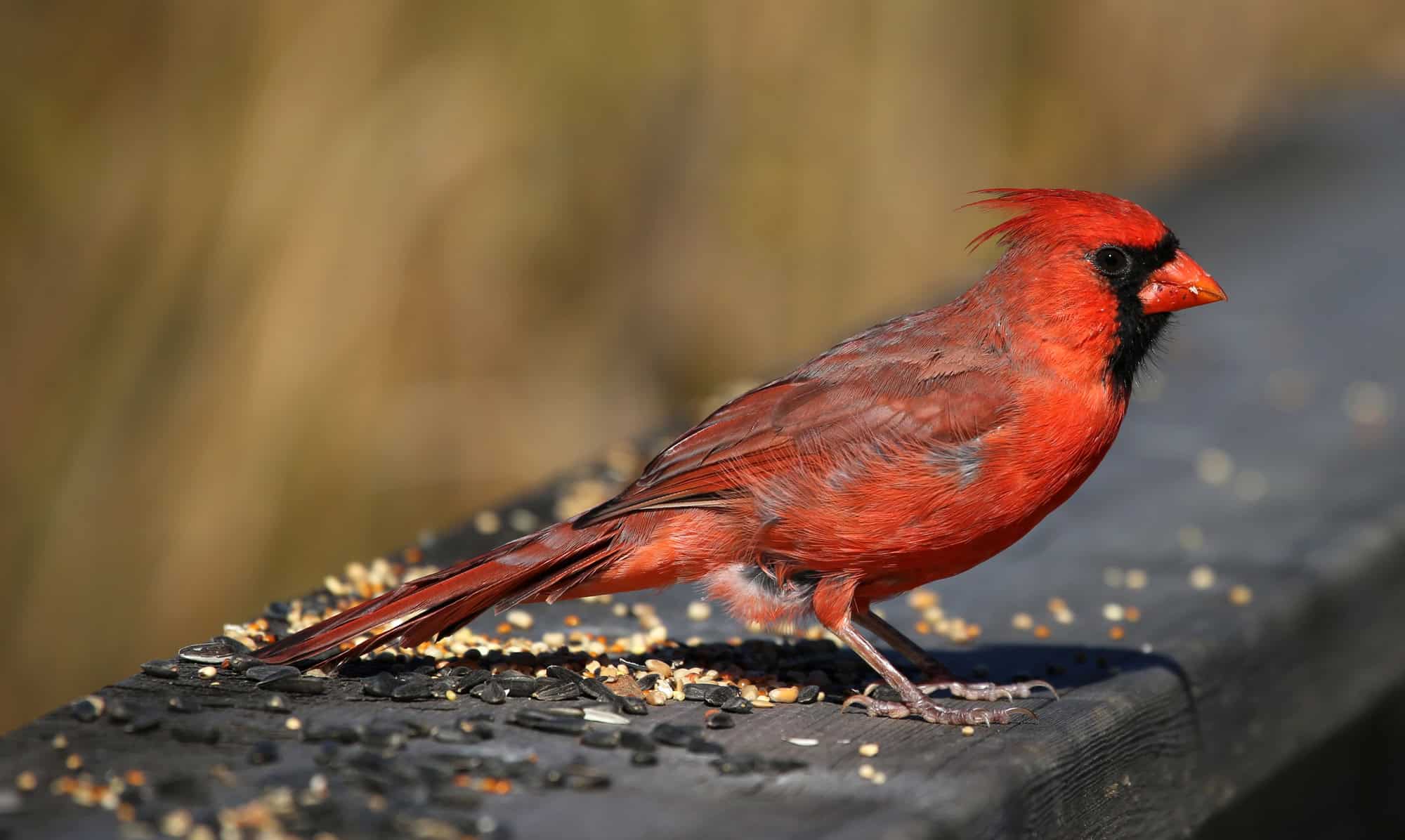 Cardinal