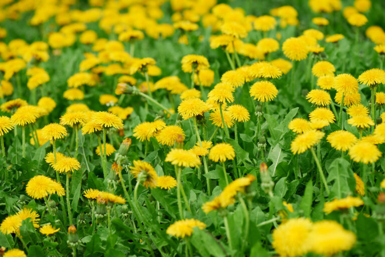 A field of bright yellow dandelions blooms among green grass.