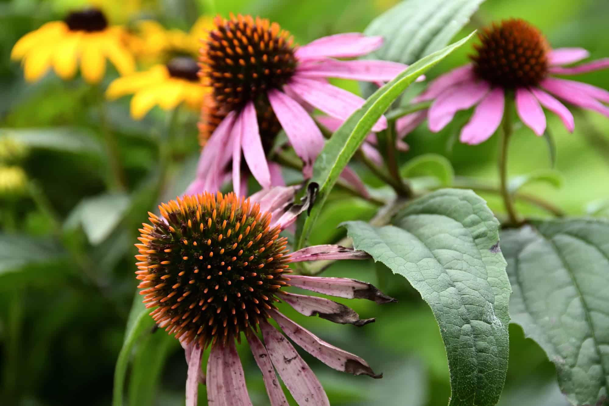 Echinacea