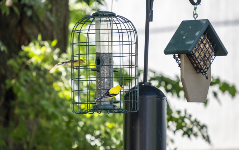Yellow American goldfinches feed at a caged tube seed feeder beside a hanging suet feeder.