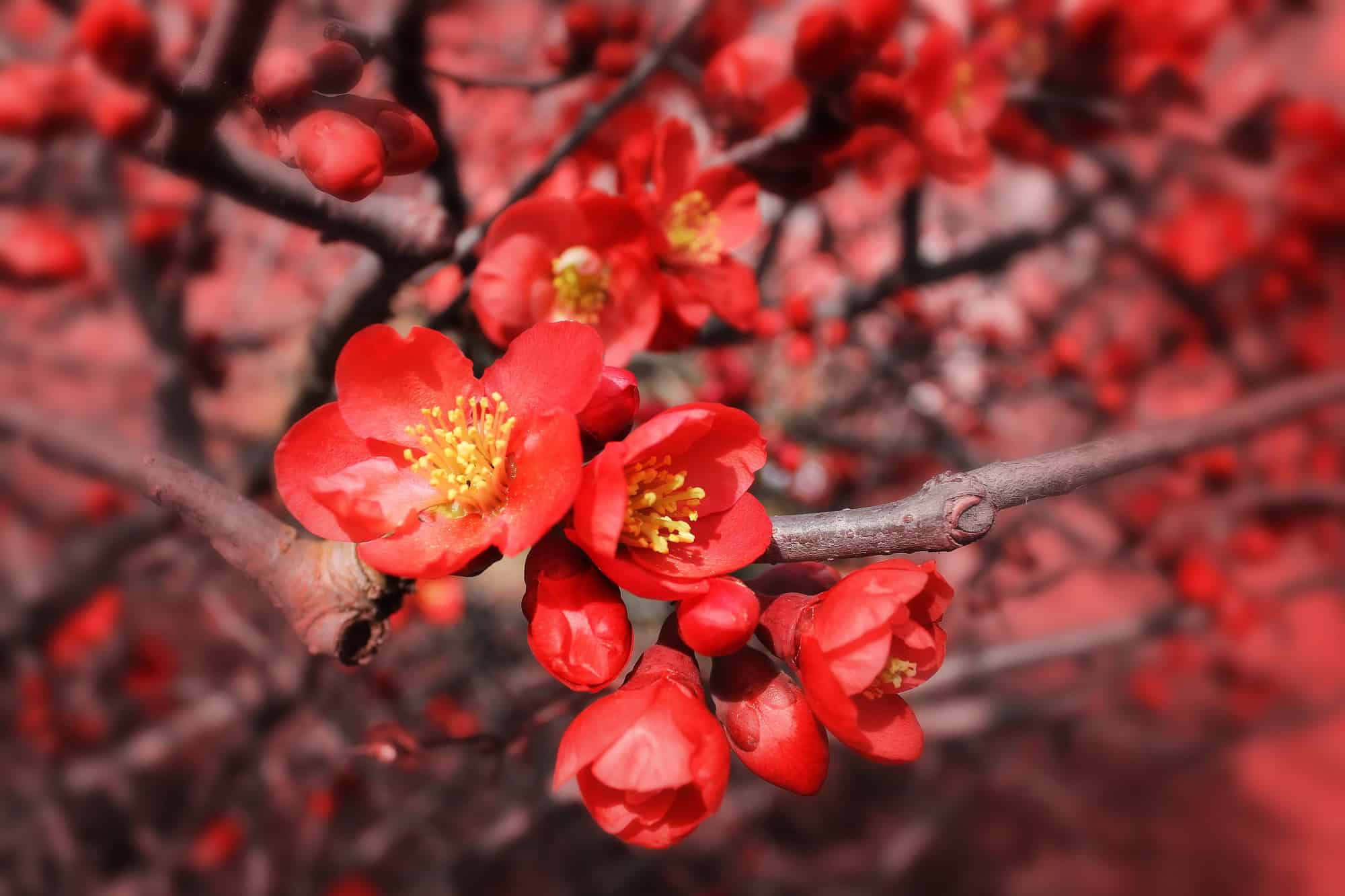 Flowering Quince