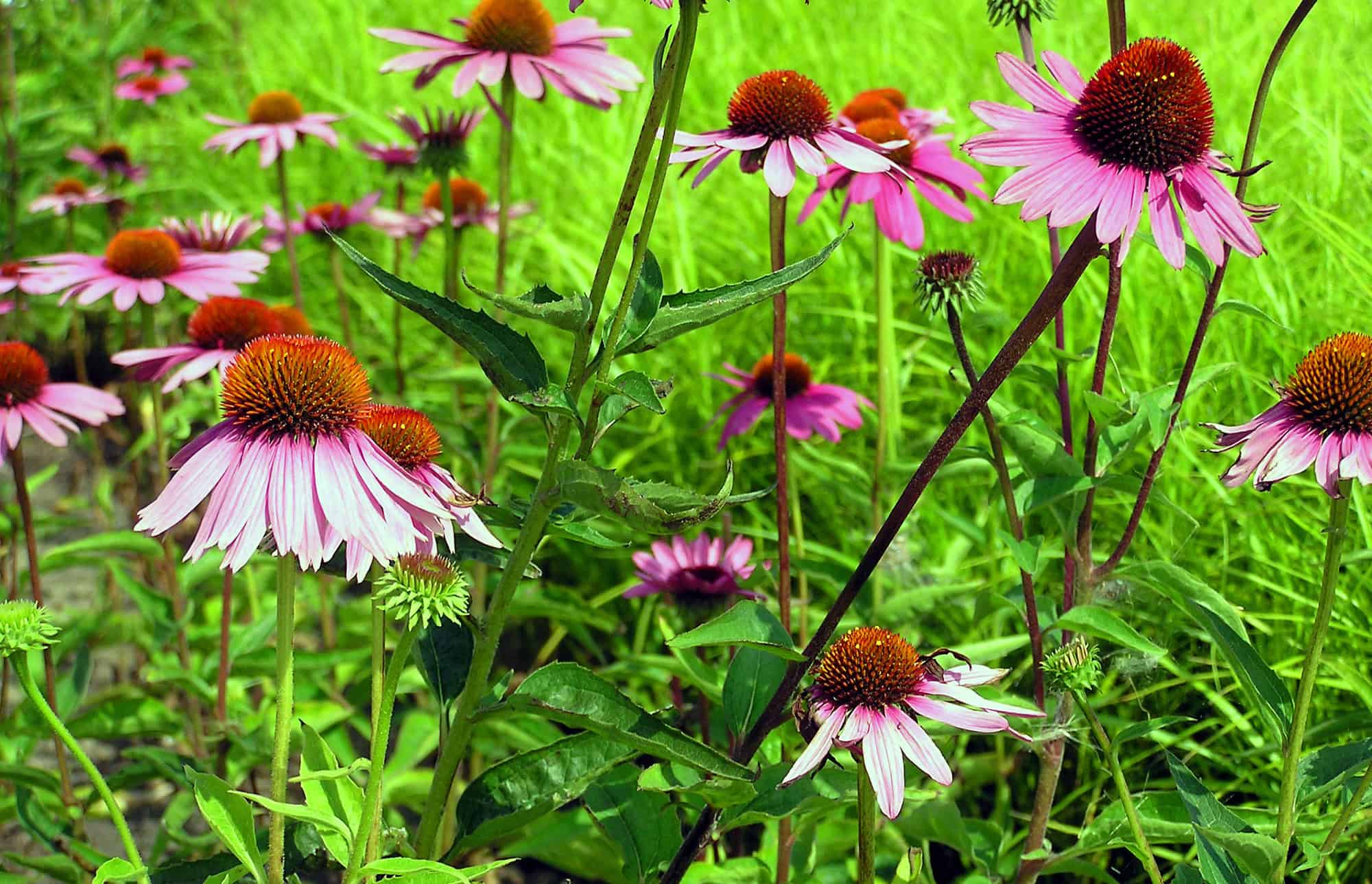 Purple Coneflower