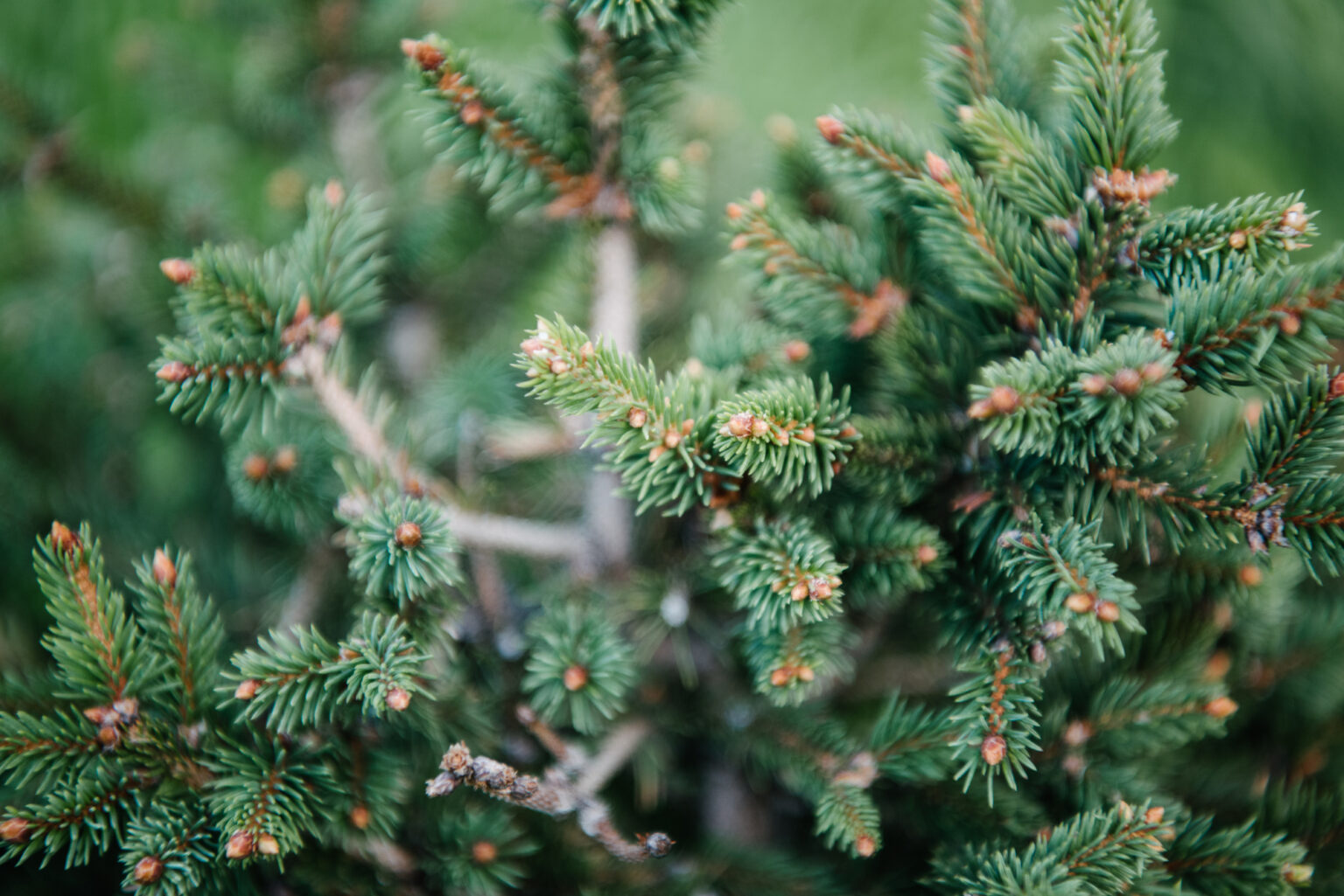 Cardinal Spruce Tree 13 Secrets to Keeping Cardinals in Your Yard All Year