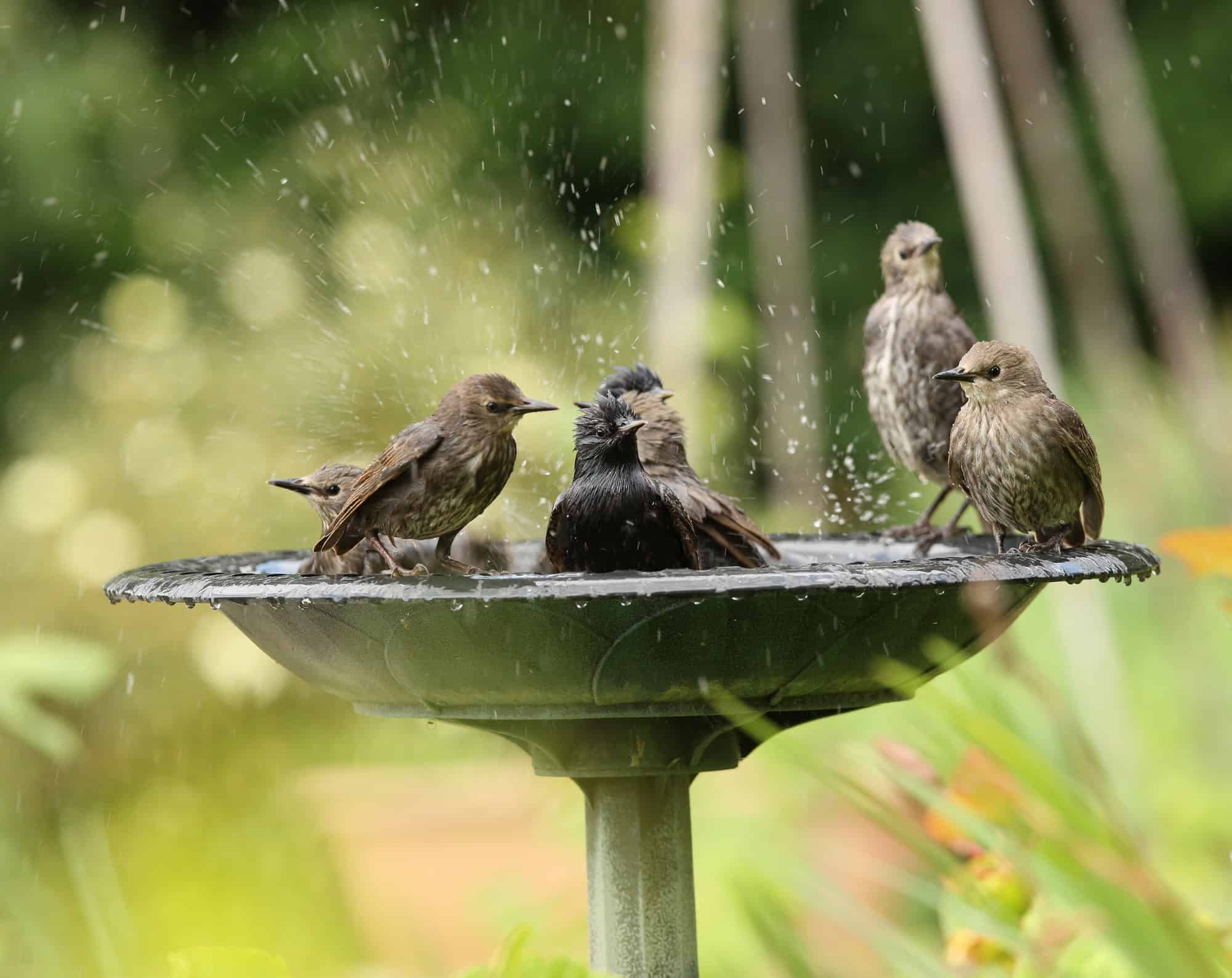 Starlings Bathing