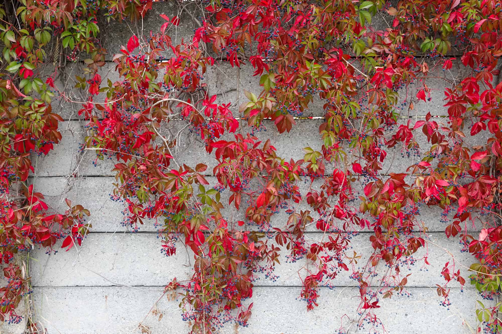 Virginia Creeper