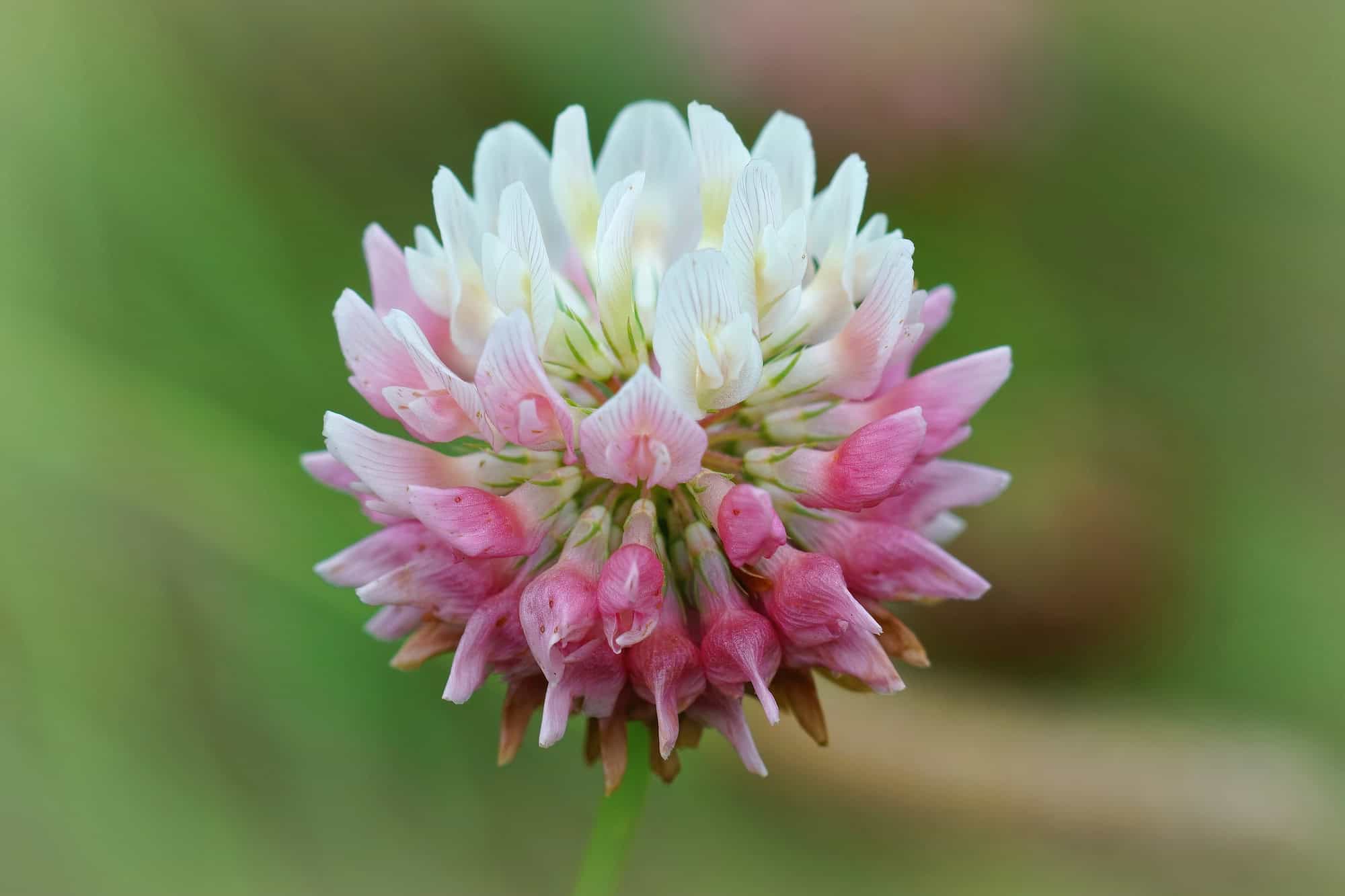 Alsike Clover
