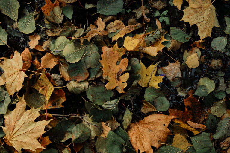 Autumn leaves 1