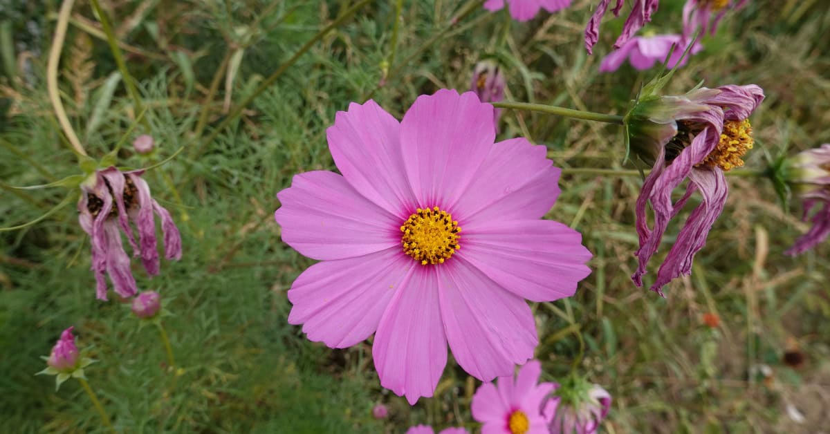 Cosmos Flower