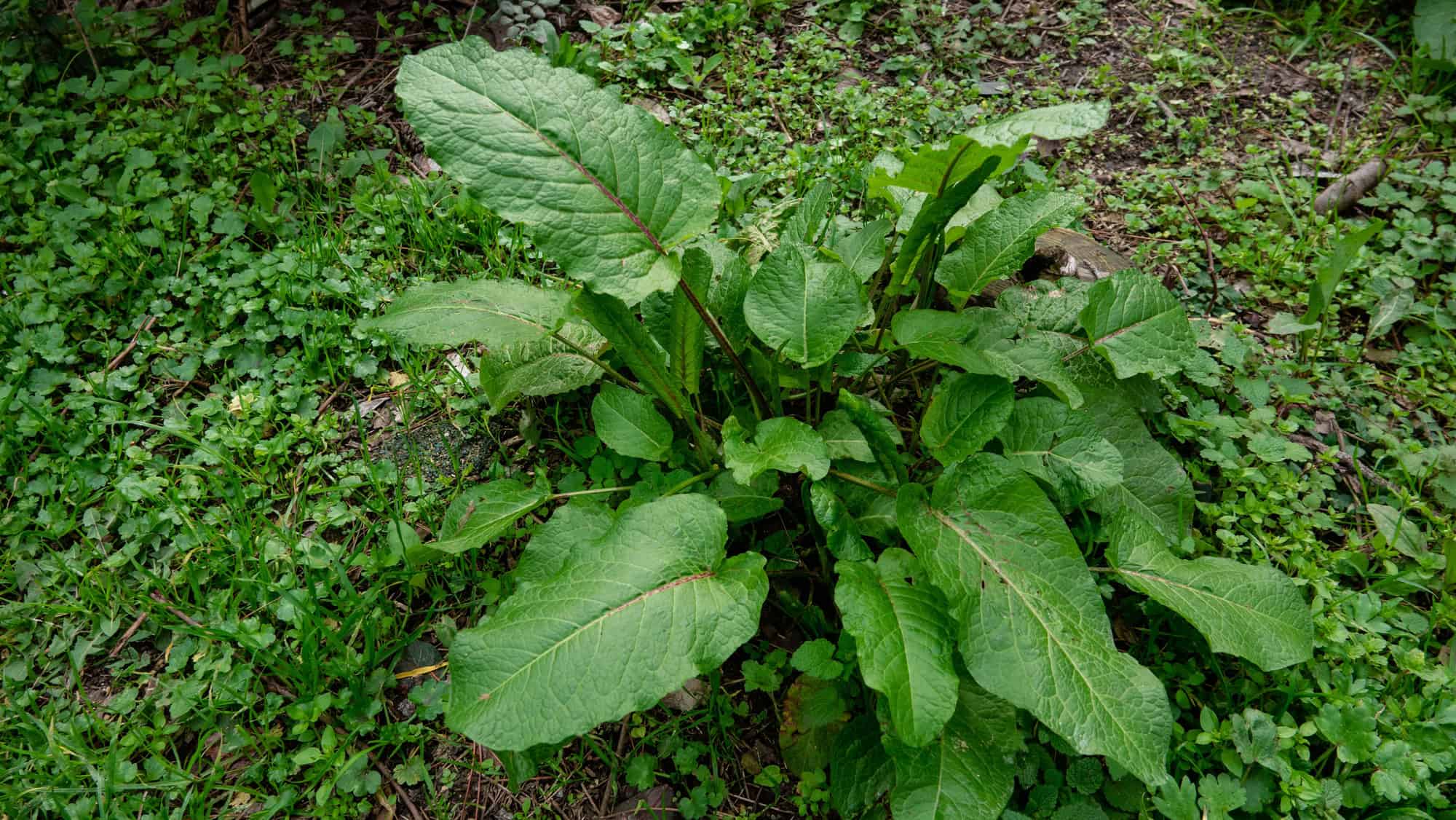 Dock Leaves