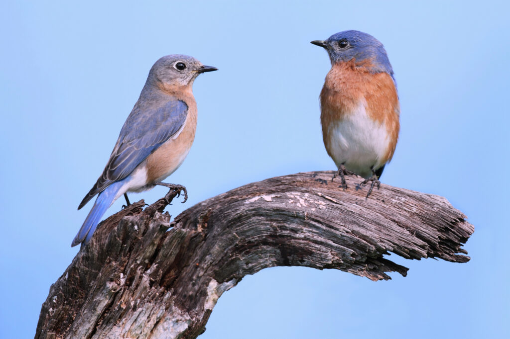 Eastern Bluebird on a log 2