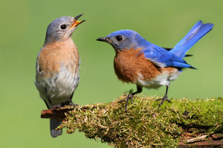 Eastern Bluebird on a log