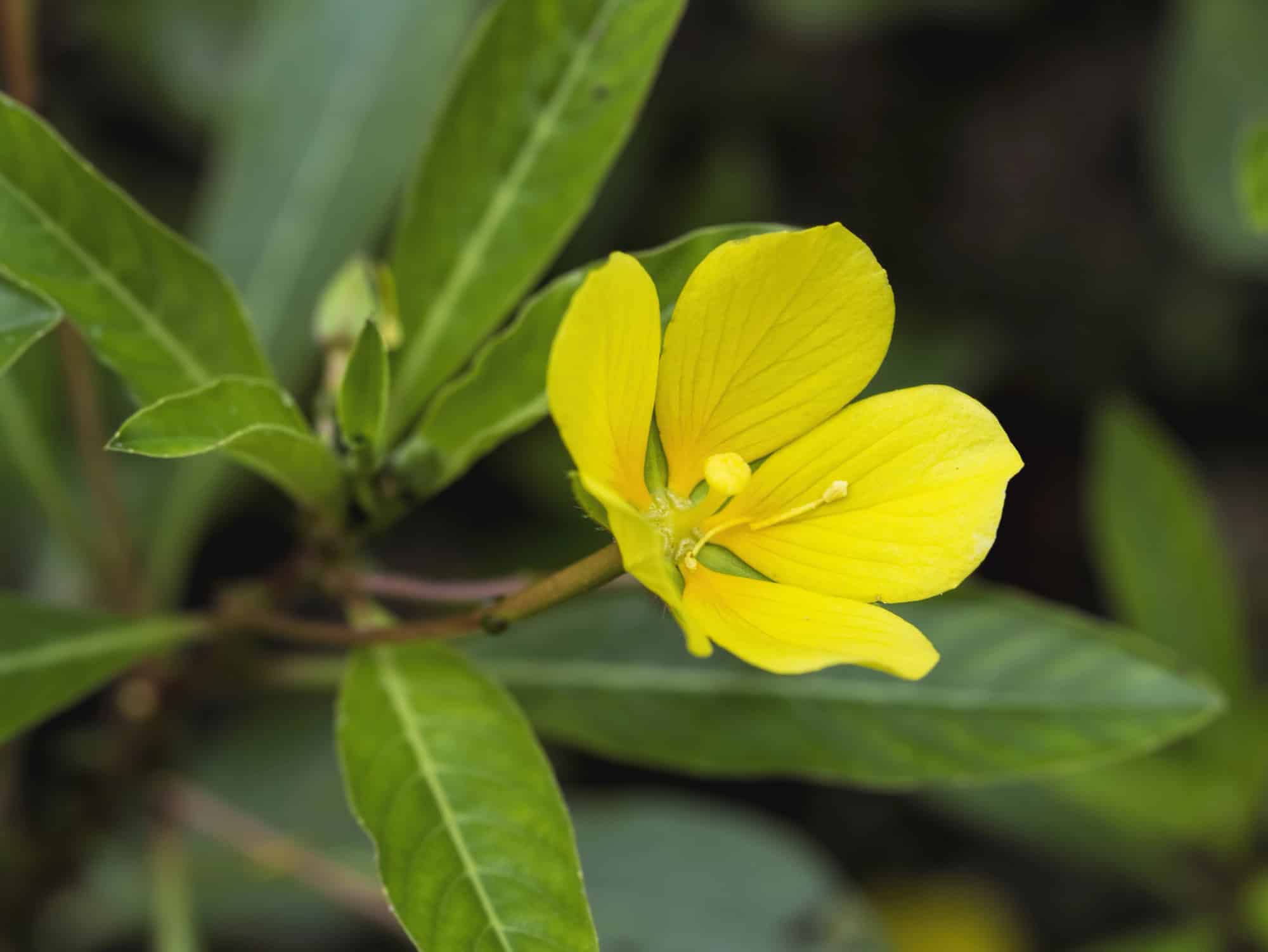 Evening Primrose