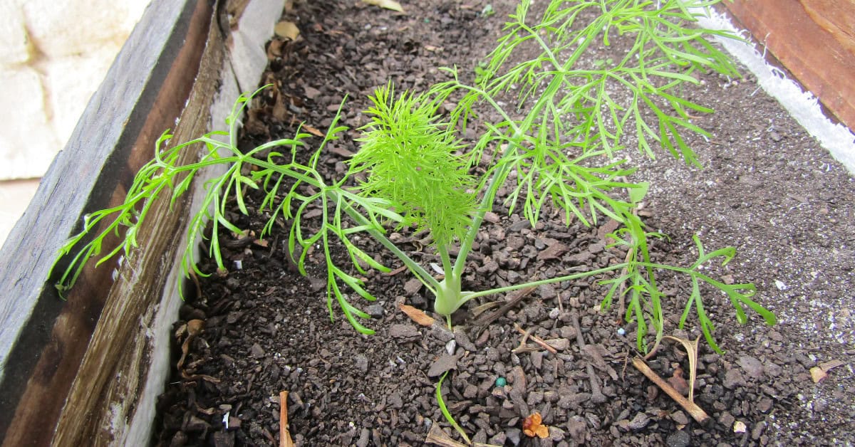 Fennel