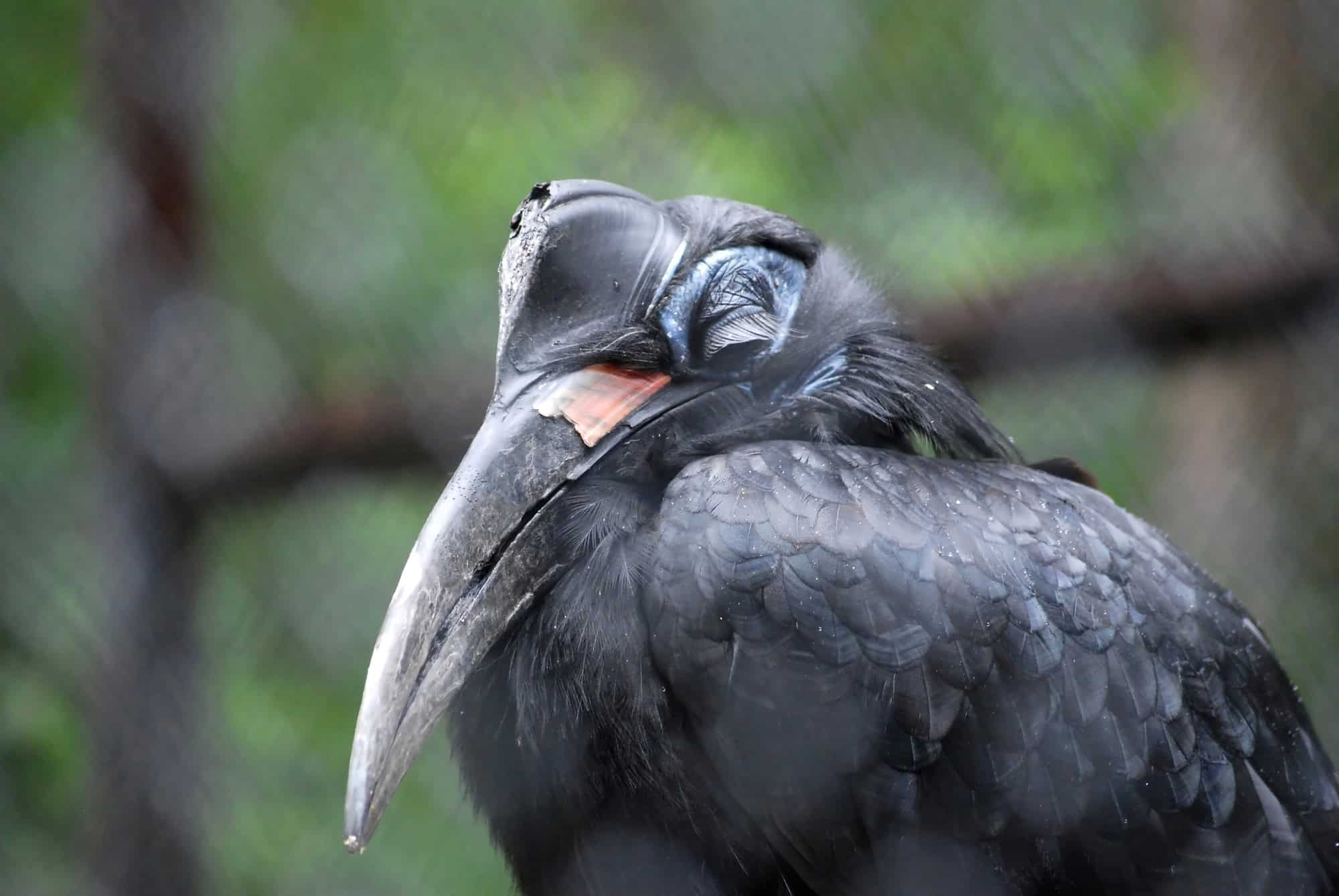 Groung Hornbill