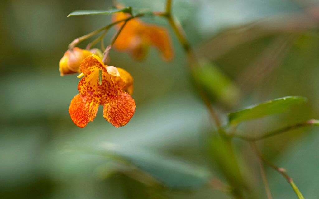 Jewelweed