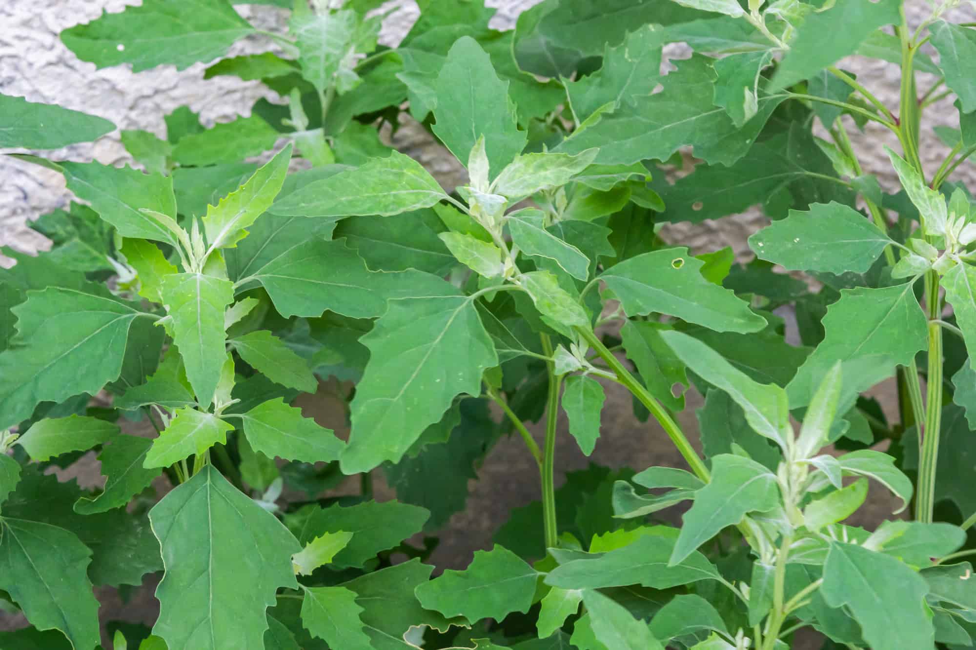 Lambs Quarter