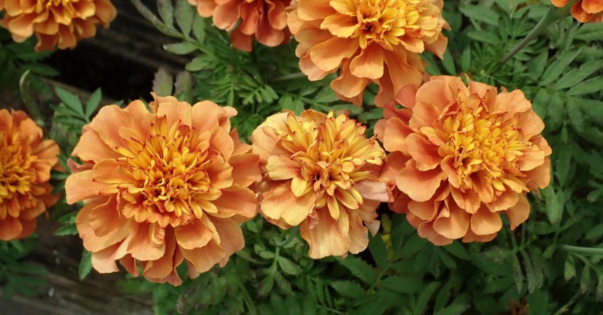 Marigolds