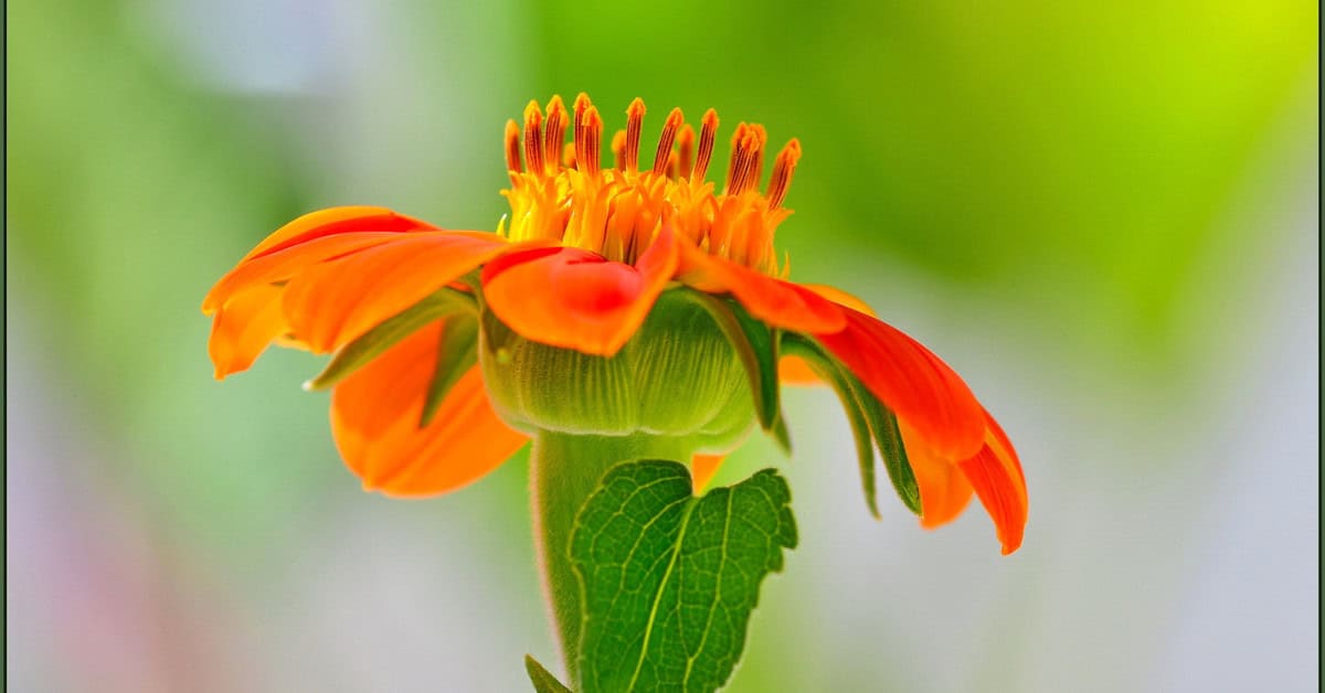 Mexican Sunflower