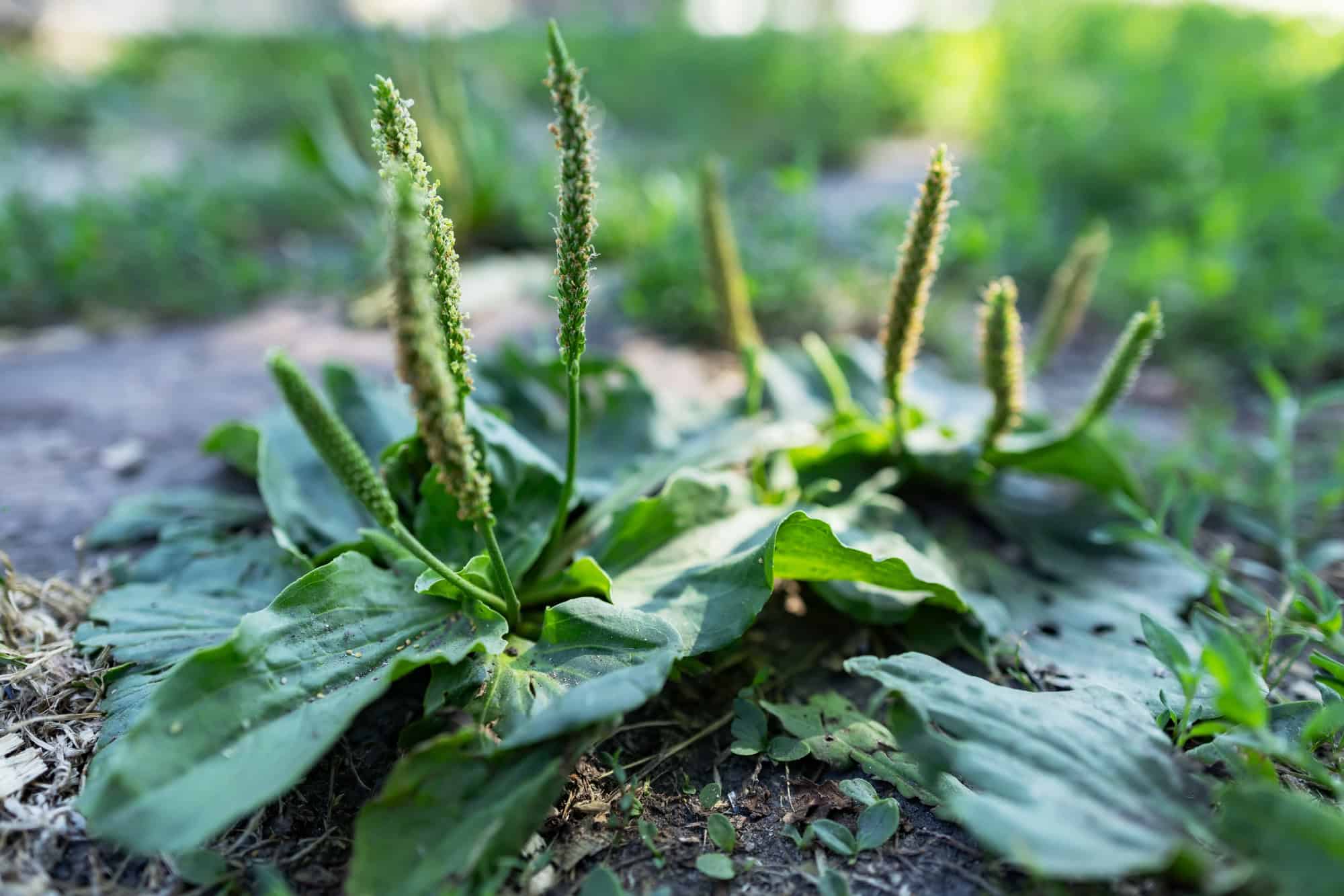 Plantain