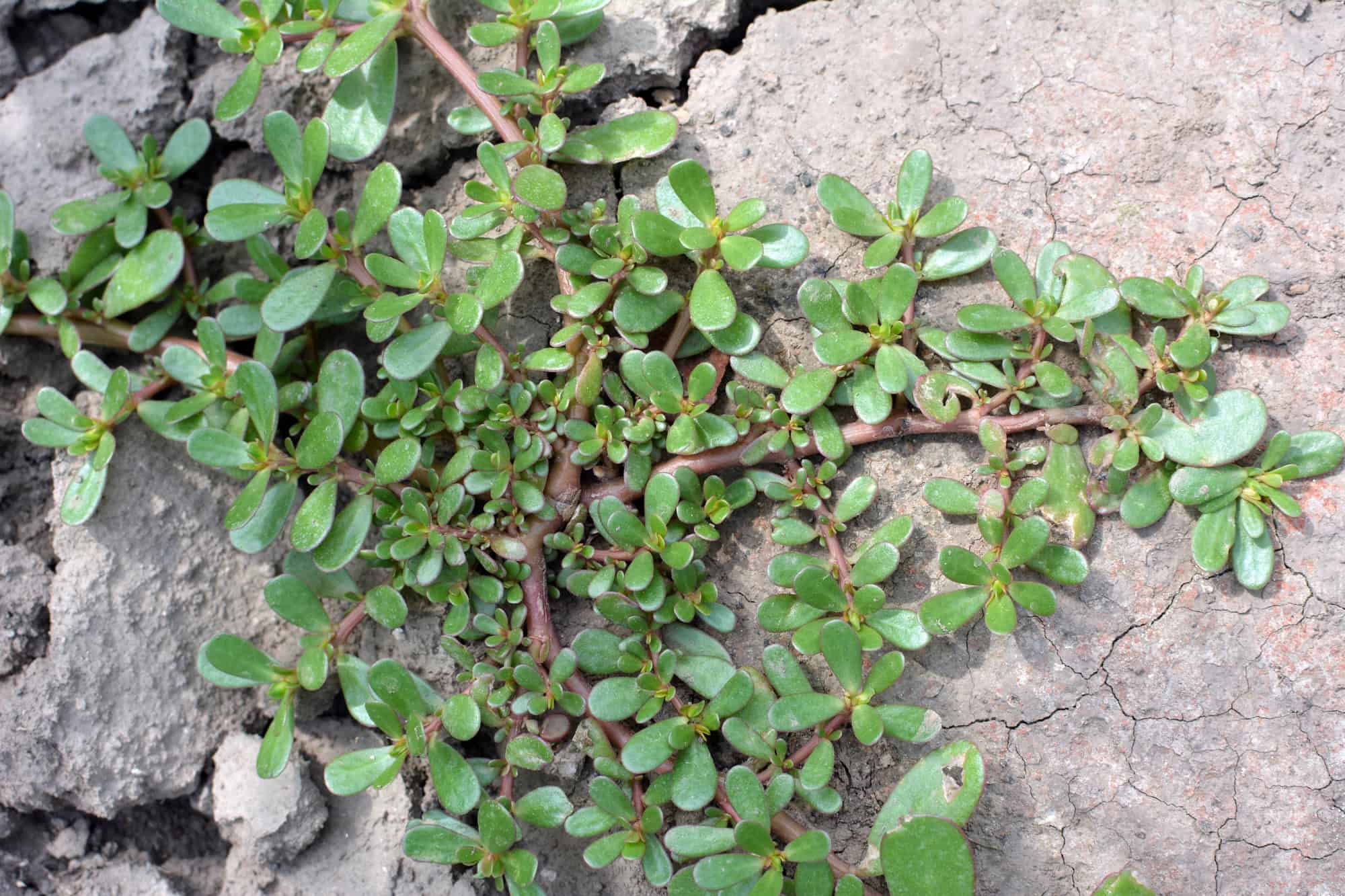 Purslane