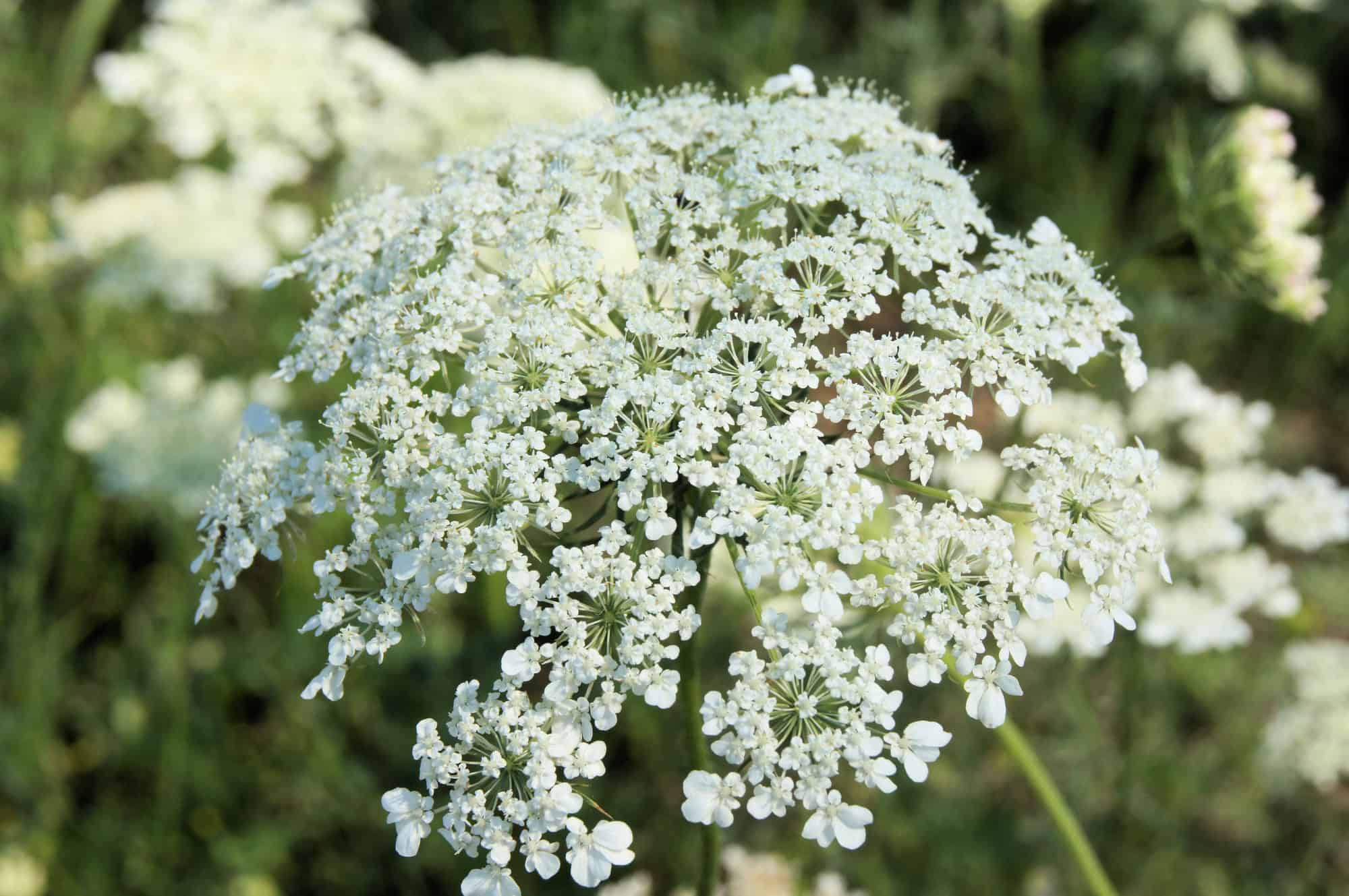 Queen Annes Lace