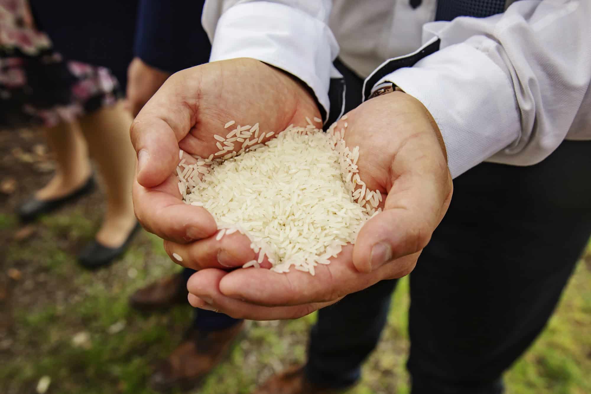 Rice