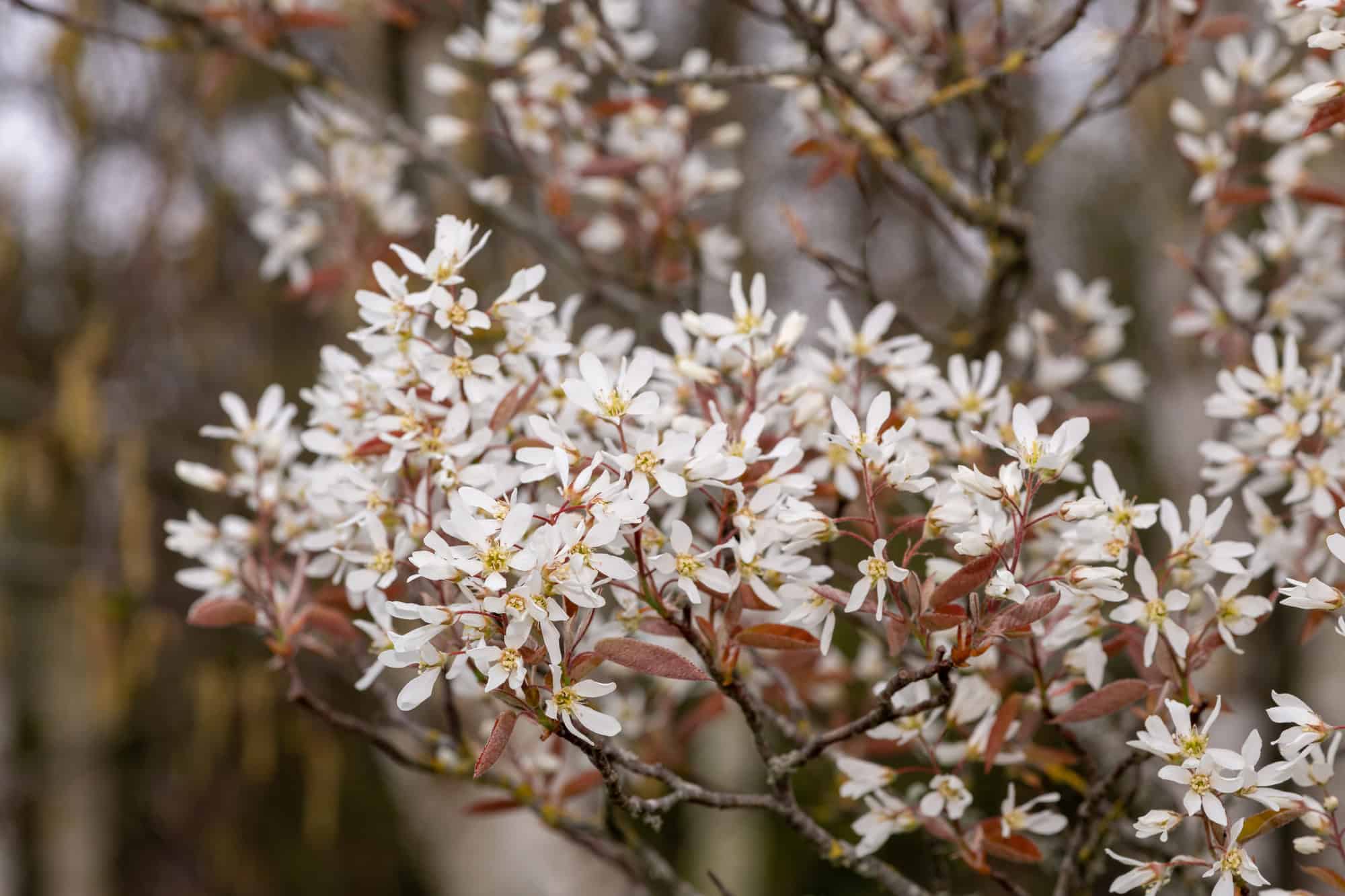 Serviceberry
