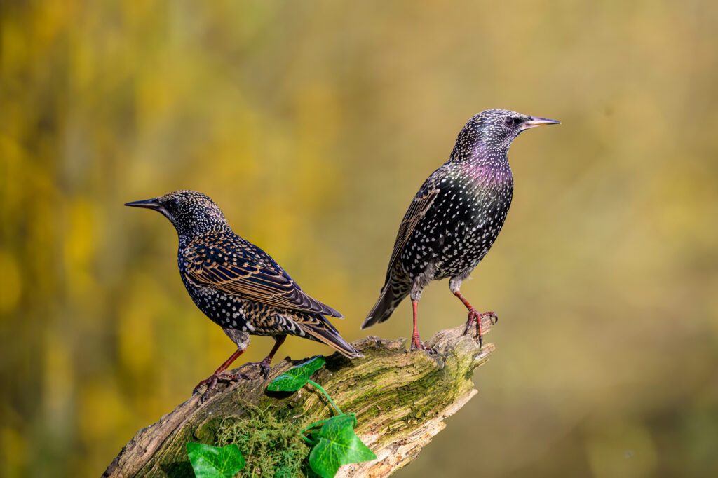 Starlings on a log