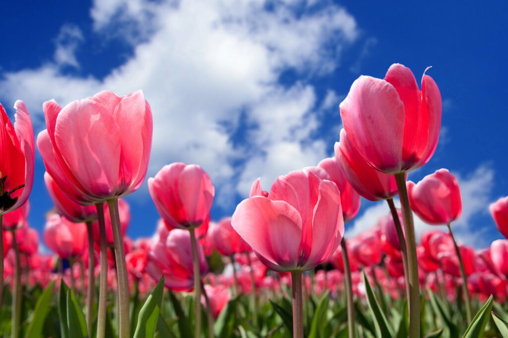 Tulips