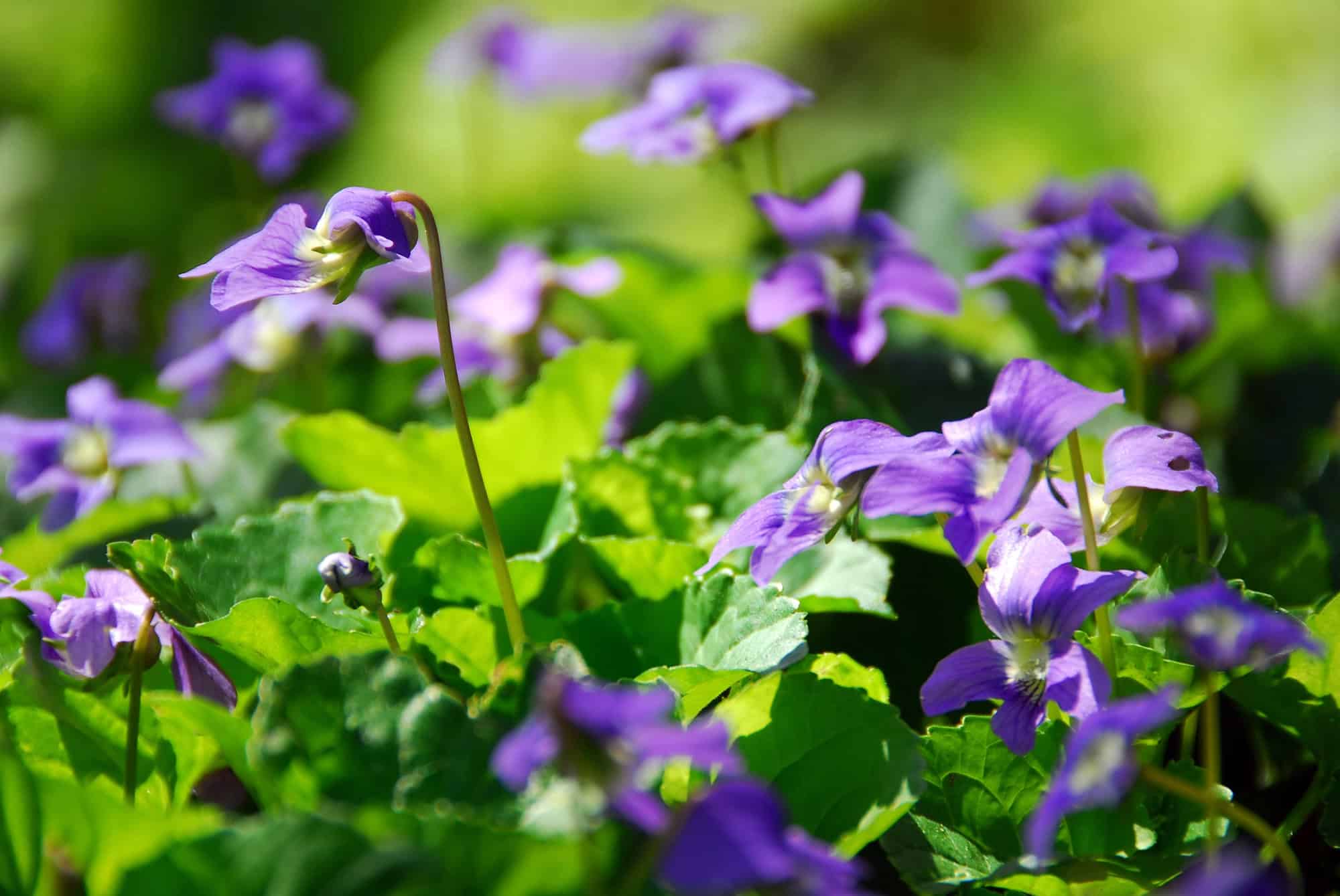 Wild Violets