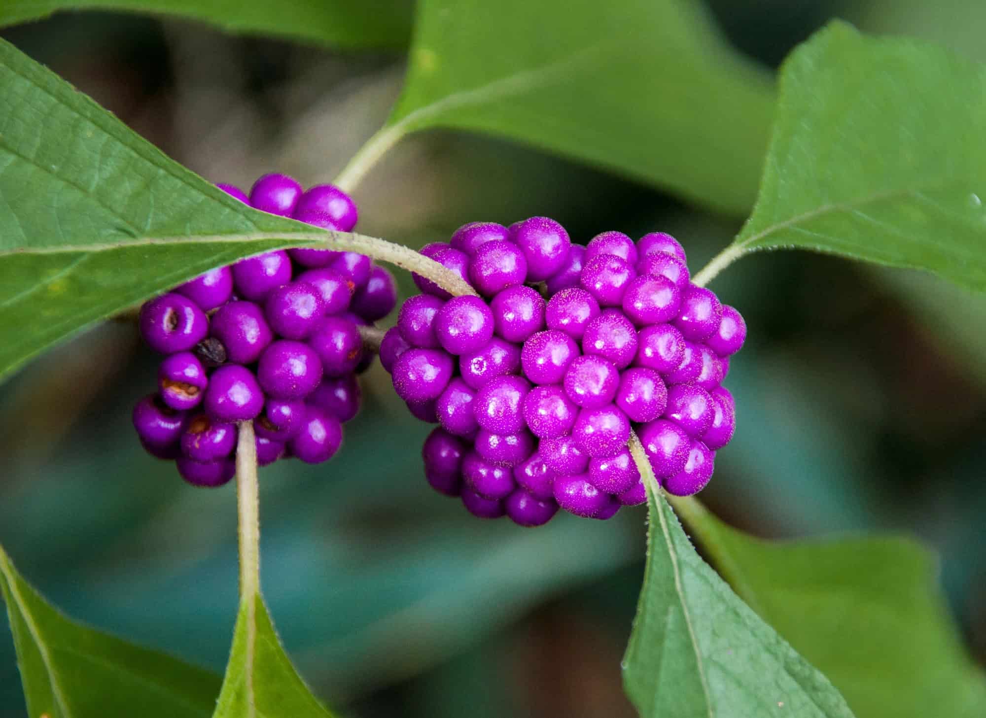 American Beautyberry