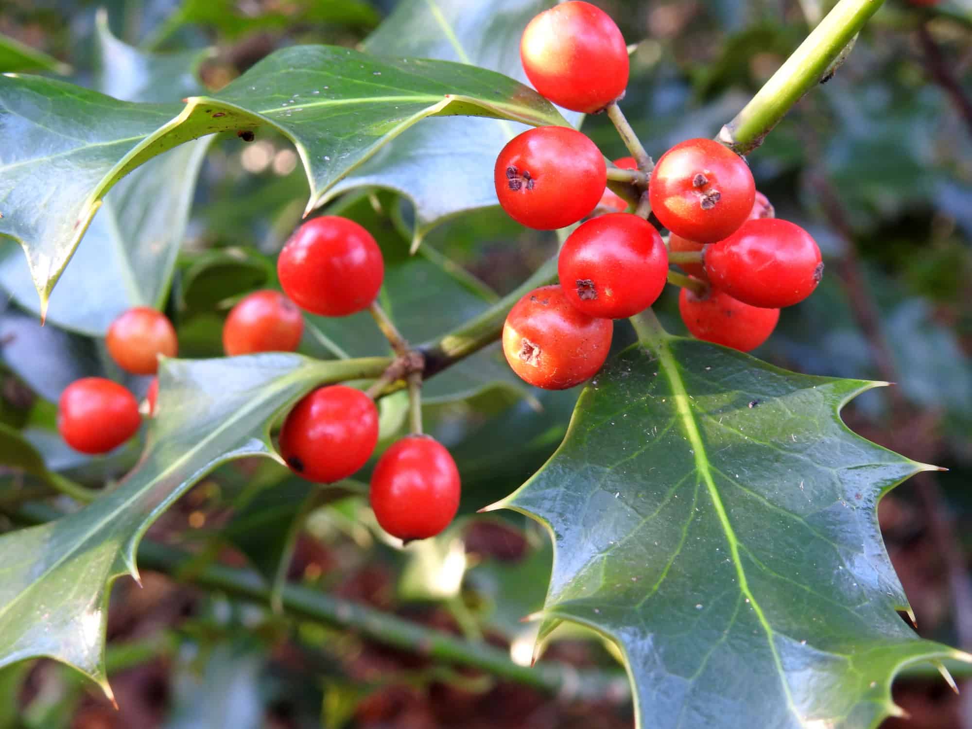 American Holly