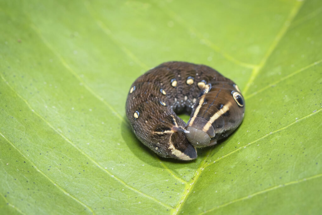 A macro photo of a dark hawkmoth caterpillar with eyespots curled up on a bright green leaf.