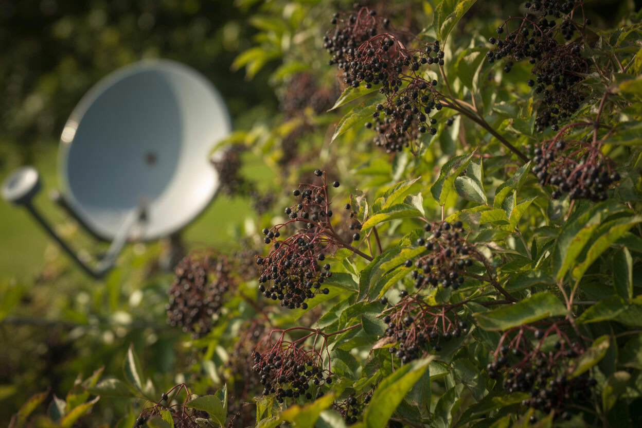 Elderberry Screen