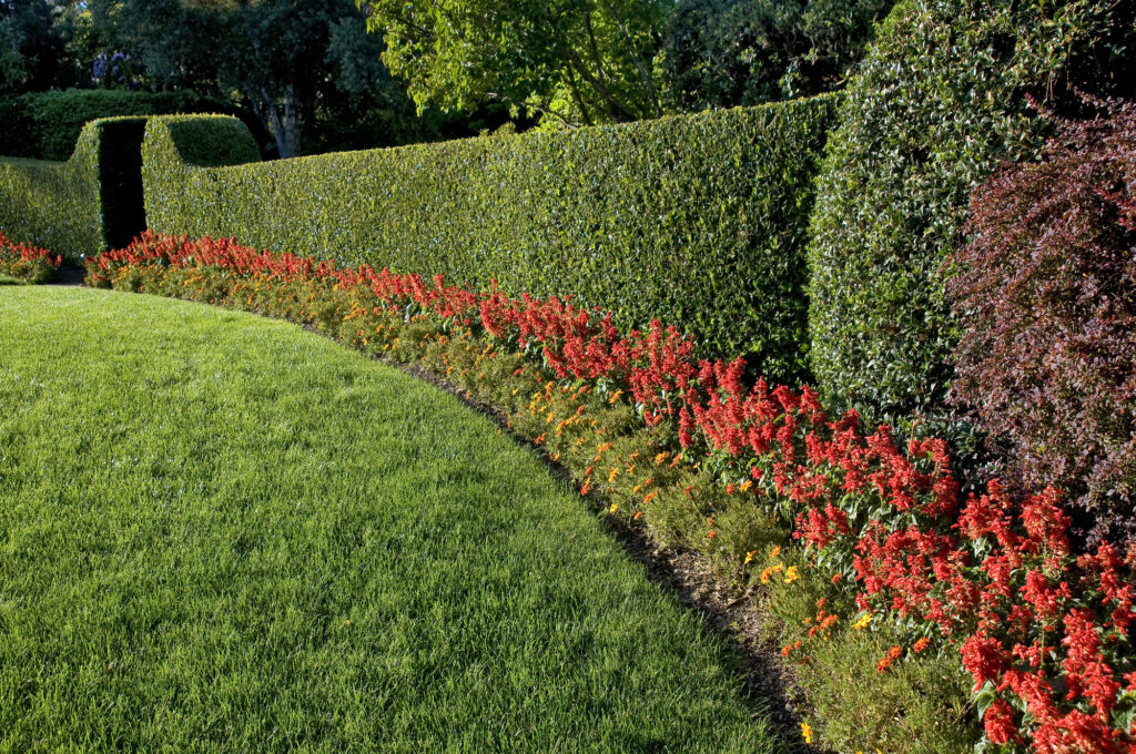 Why Some Yards Are Bird Magnets While Others Stay Empty—15 Missing Elements 5 beautiful hedge