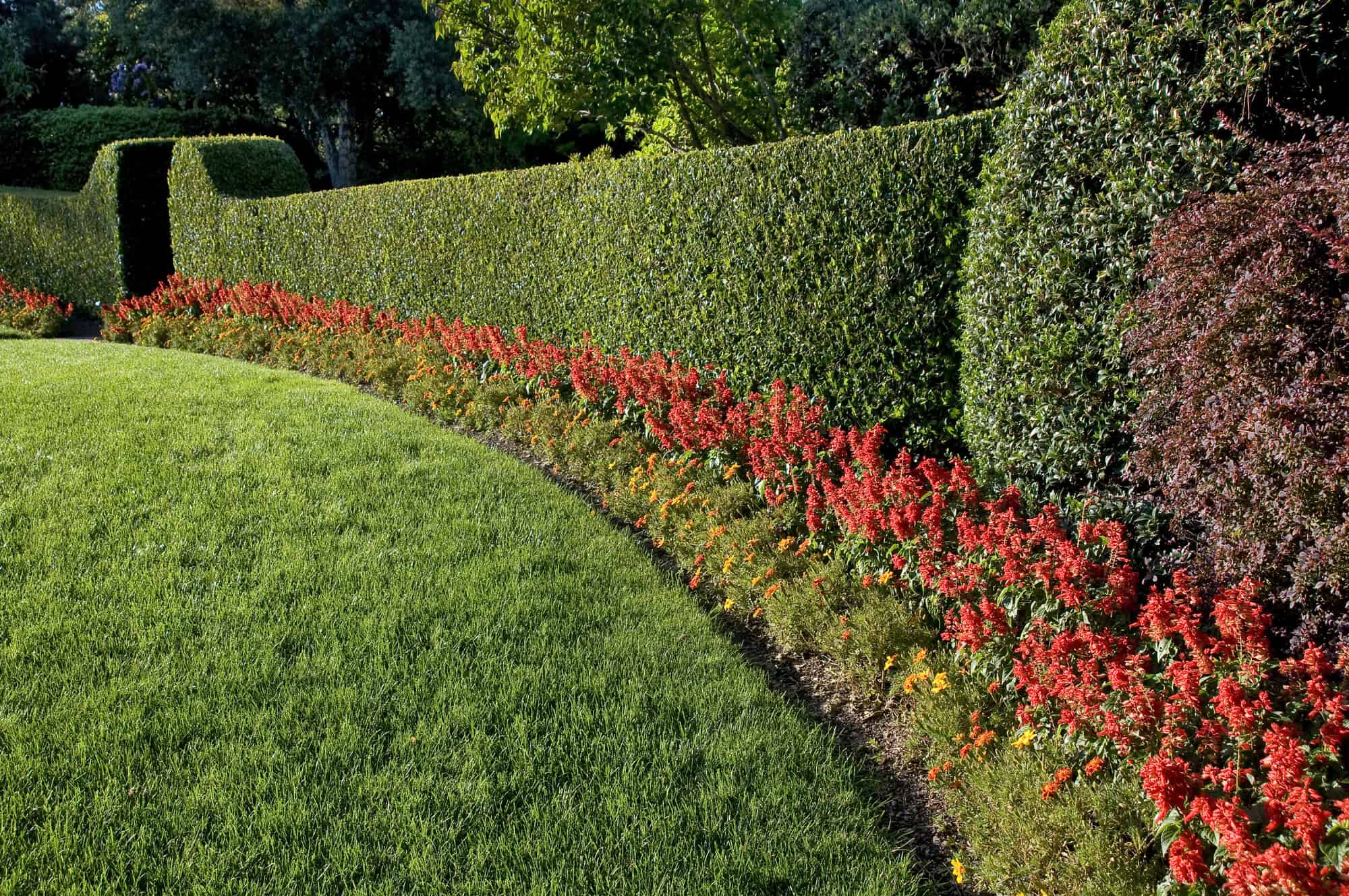 Hedge