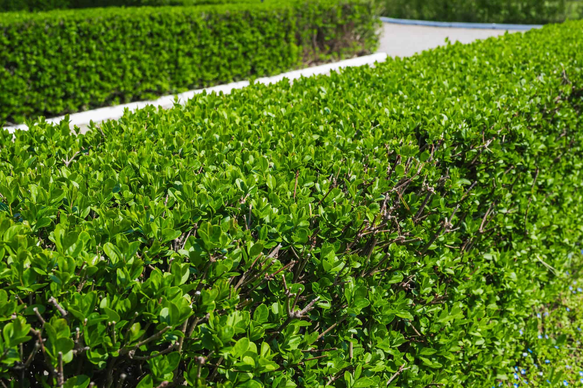 Hedges